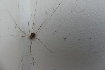 <i>Opilio</i>