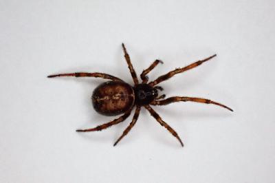 <i>Steatoda bipunctata</i>