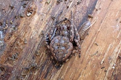 <i>Nuctenea umbratica</i>