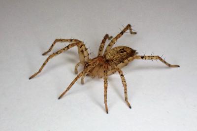 <i>Anyphaena accentuata</i>