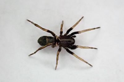<i>Micaria</i>