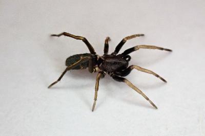 <i>Micaria</i>