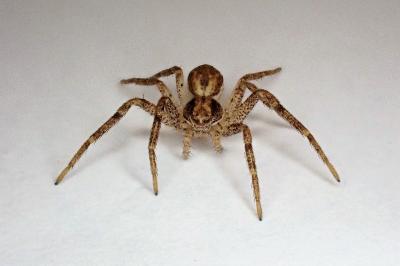 <i>Philodromus dispar</i>