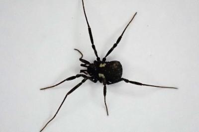 <i>Nemastoma bimaculatum</i>