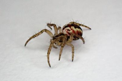 <i>Mangora acalypha</i>
