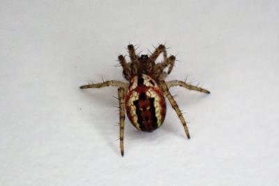 <i>Mangora acalypha</i>