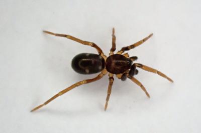 <i>Phrurolithus</i>