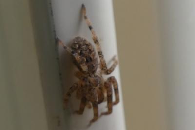 <i>Zoropsis spinimana</i>