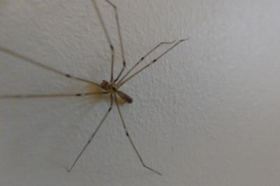 <i>Pholcus phalangioides</i>