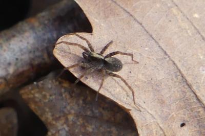 <i>Pardosa</i>