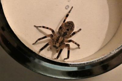<i>Zoropsis spinimana</i>