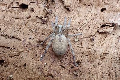 <i>Zoropsis spinimana</i>