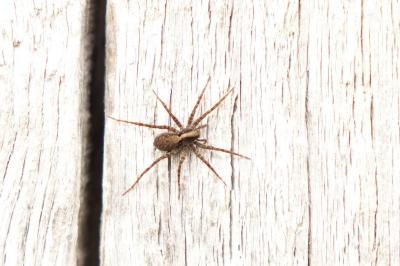 <i>Pardosa lugubris</i>