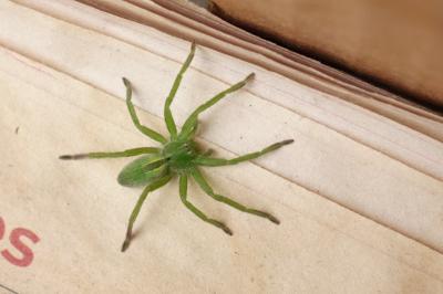 <i>Micrommata ligurina</i>