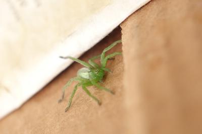 <i>Micrommata ligurina</i>
