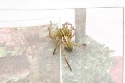 <i>Micrommata ligurina</i>