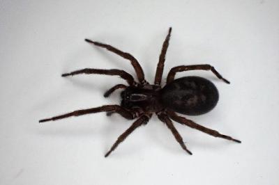 <i>Amaurobius ferox</i>