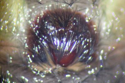 <i>Amaurobius ferox</i>