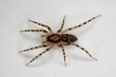 <i>Liocranum rupicola</i>