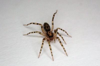 <i>Liocranum rupicola</i>