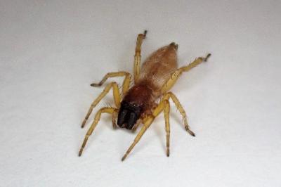 <i>Clubiona brevipes</i>