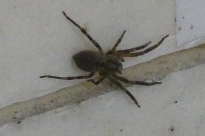 <i>Zoropsis spinimana</i>