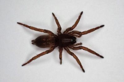 <i>Haplodrassus</i>