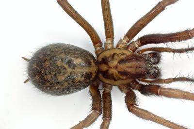 <i>Eratigena saeva</i>