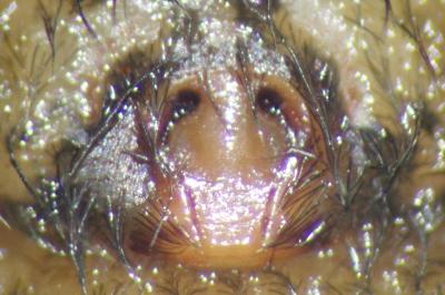 <i>Eratigena saeva</i>