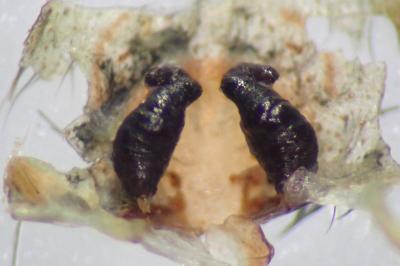 <i>Eratigena saeva</i>