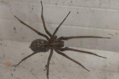 <i>Eratigena</i>