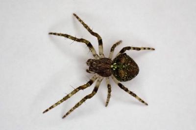 <i>Gibbaranea gibbosa</i>