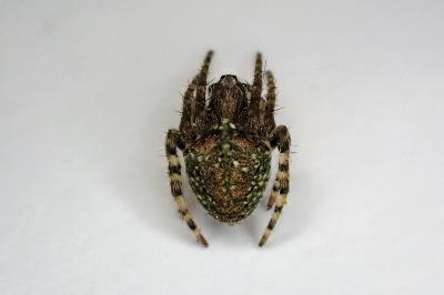 <i>Gibbaranea gibbosa</i>
