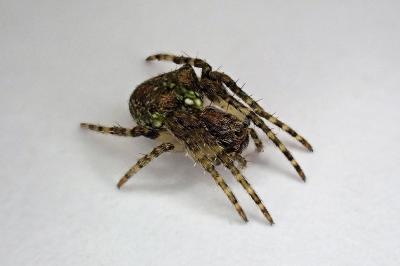<i>Gibbaranea gibbosa</i>