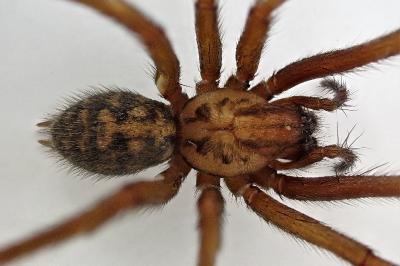 <i>Eratigena saeva</i>