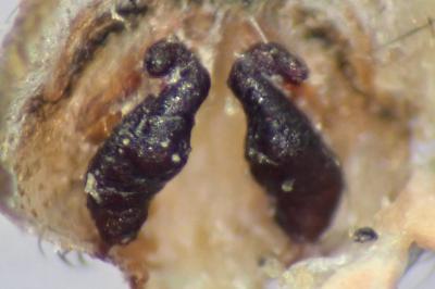 <i>Eratigena saeva</i>