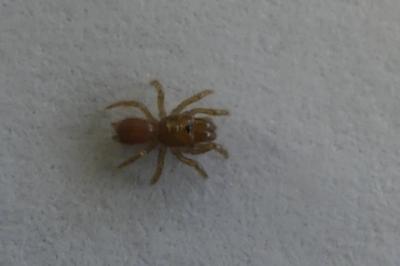 <i>Atypus</i>