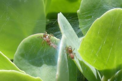 <i>Atypus</i>
