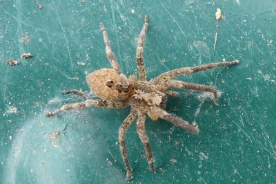 <i>Zoropsis spinimana</i>