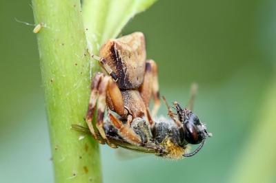 <i>Pistius truncatus</i>