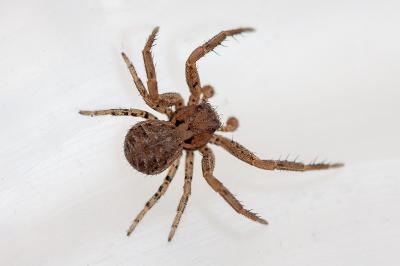 <i>Xysticus</i>