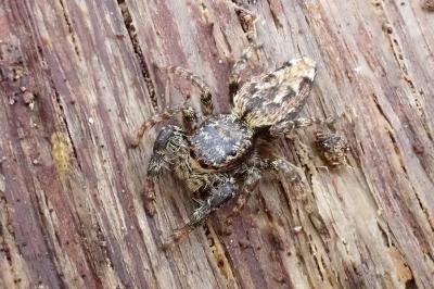 <i>Marpissa muscosa</i>