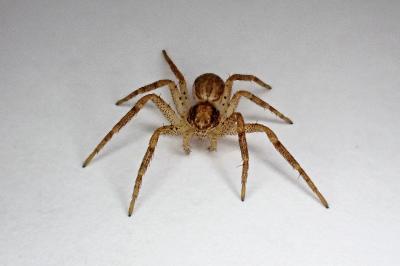 <i>Philodromus dispar</i>