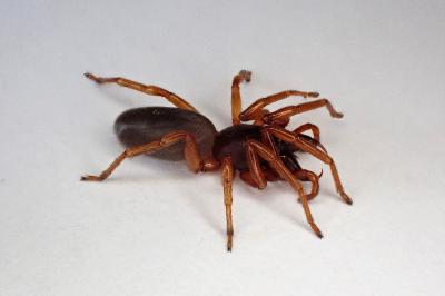 <i>Dysdera erythrina</i>