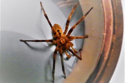 <i>Zoropsis spinimana</i>