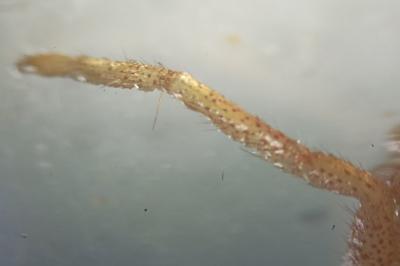 <i>Micrommata virescens</i>