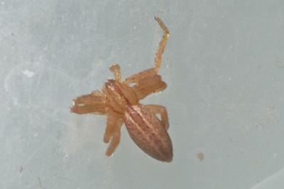 <i>Micrommata virescens</i>