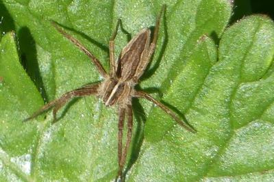 <i>Pisaura mirabilis</i>