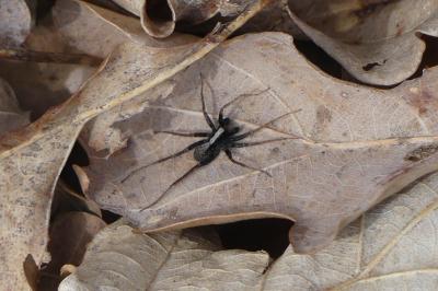 <i>Pardosa</i>