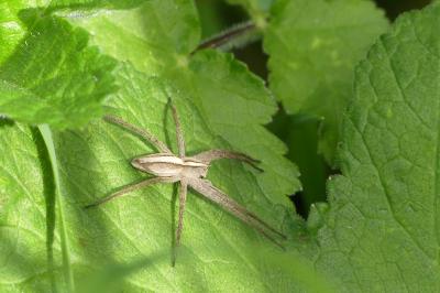 <i>Pisaura mirabilis</i>